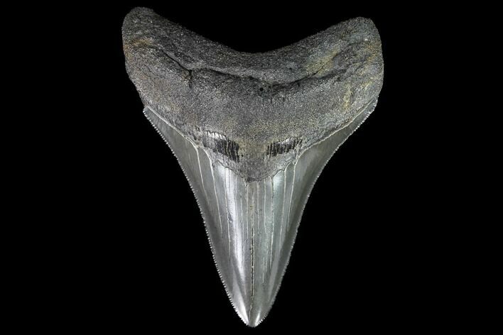 Serrated, Fossil Megalodon Tooth #90781